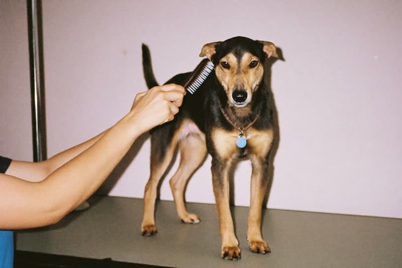 A dog standing on a grooming table being brushed