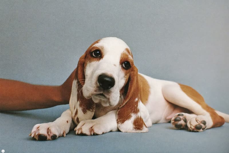A puppy lying calmly before its first groom