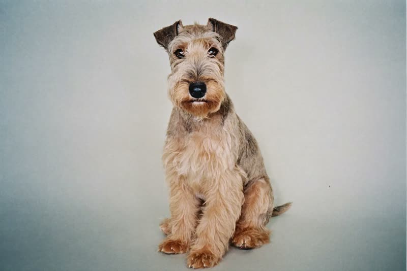 A terrier with a neatly finished coat