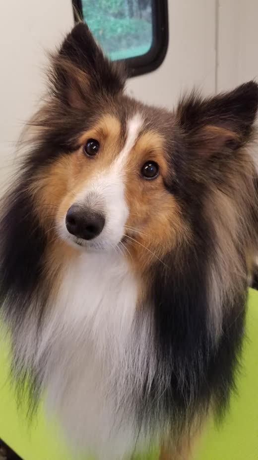 A freshly groomed tricolour Shetland Sheepdog sitting on the grooming table inside the mobile van