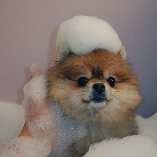 A small dog being lathered with shampoo during a bath